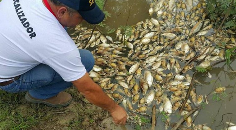 SE RECOMIENDA NO CONSUMIR PECES QUE APARECEN MUERTOS EN CAUCES HÍDRICOS