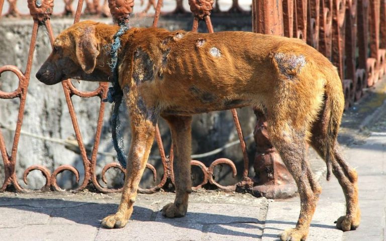 DIPUTADOS SANCIONARON PROYECTO DE LEY DE AUMENTO DE PENAS POR MALTRATO ANIMAL