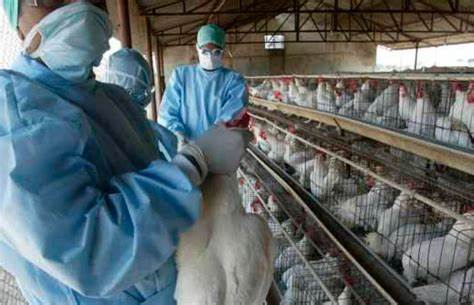 Alerta Sanitaria en Paraguay tras detección de Influenza Aviar en aves domésticas en la provincia argentina de Chaco